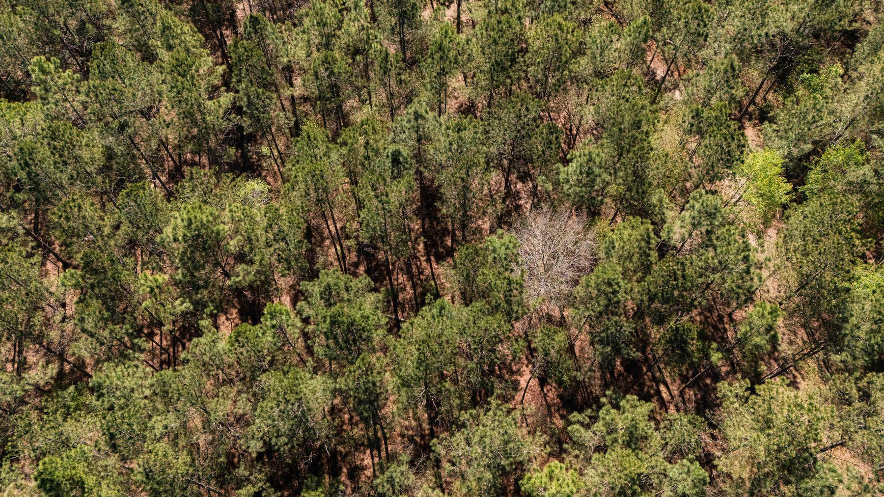 Image for 15.05± Acres of Planted Pine Timberland | Mitchell County, GA