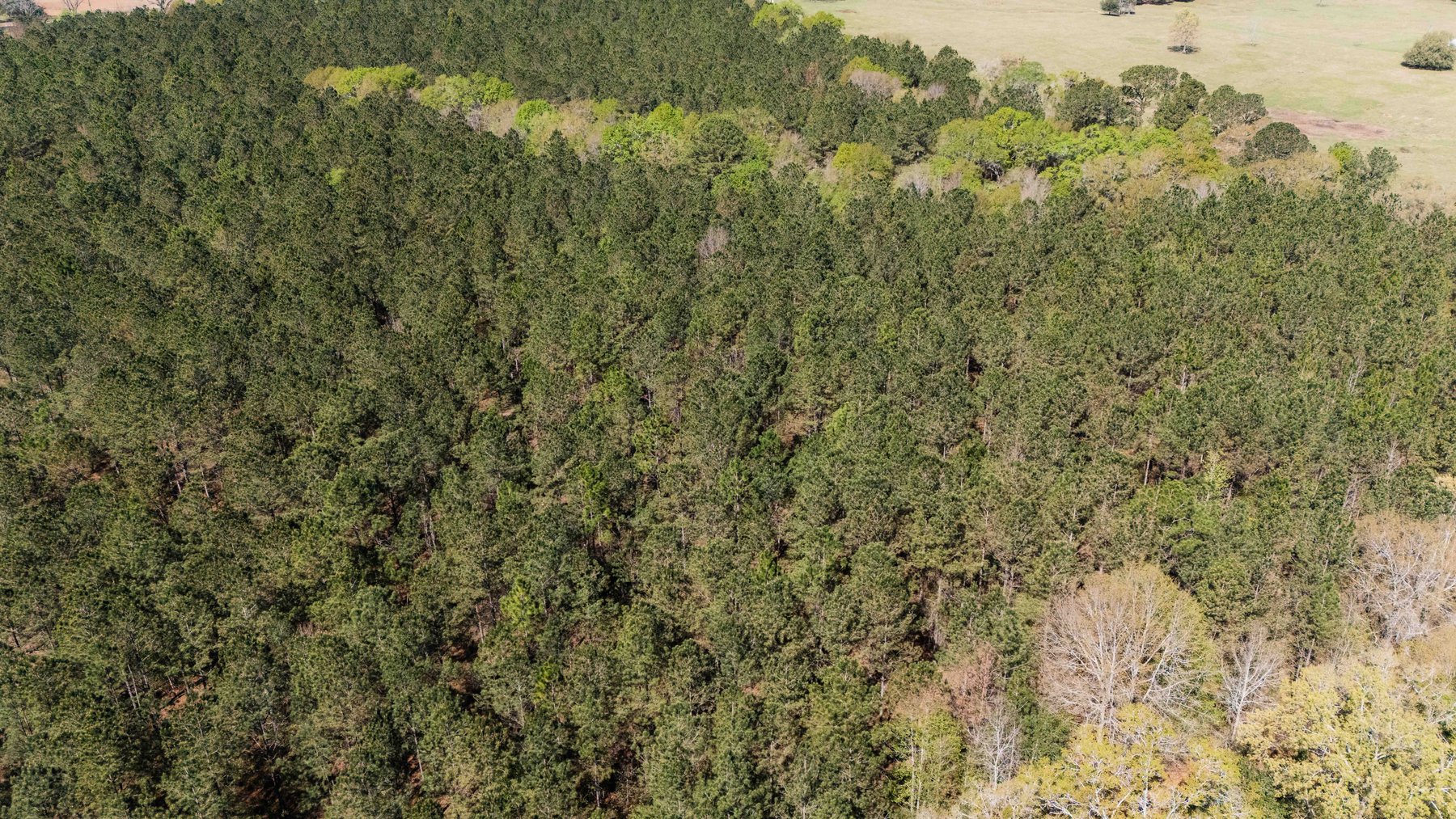 Image for 15.05± Acres of Planted Pine Timberland | Mitchell County, GA