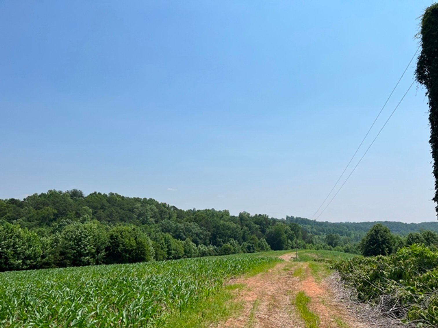 Image for Estate of The Late Jimmy Ray Newman - 150± Acres with 1 Home & Additional Buildings