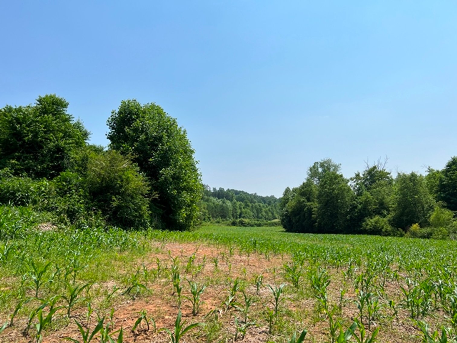 Image for Estate of The Late Jimmy Ray Newman - 150± Acres with 1 Home & Additional Buildings