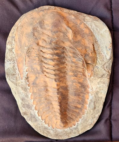 Image for Natural History Auction: Fossils, Minerals, Crystals, Gems, Biologic Specimens