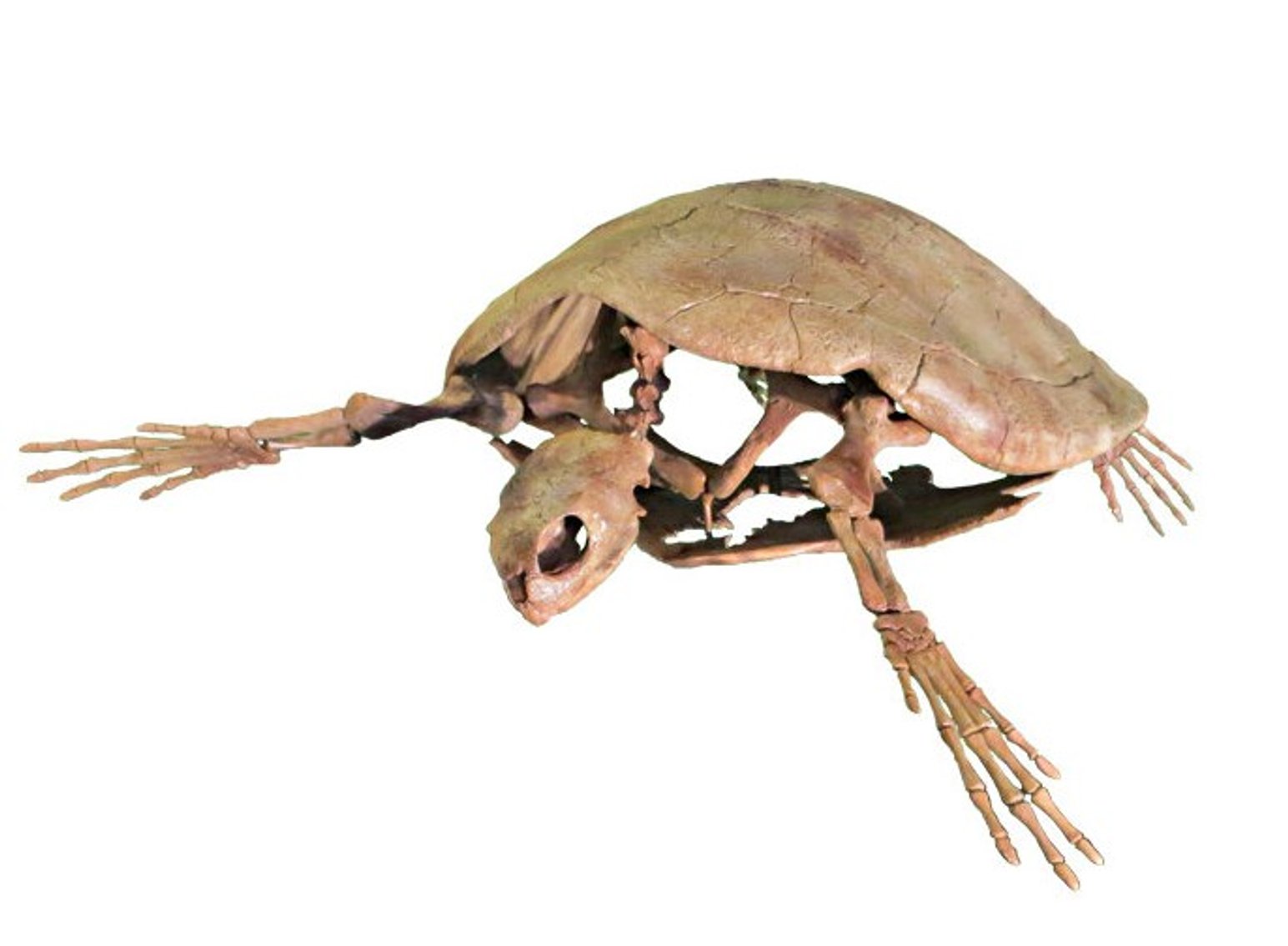 Image for Natural History Auction: Fossils, Minerals, Crystals, Gems, Biologic Specimens