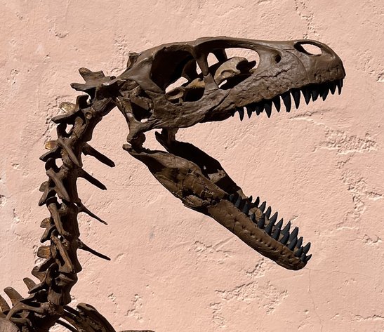 Image for Natural History Auction: Fossils, Minerals, Crystals, Gems, Biologic Specimens