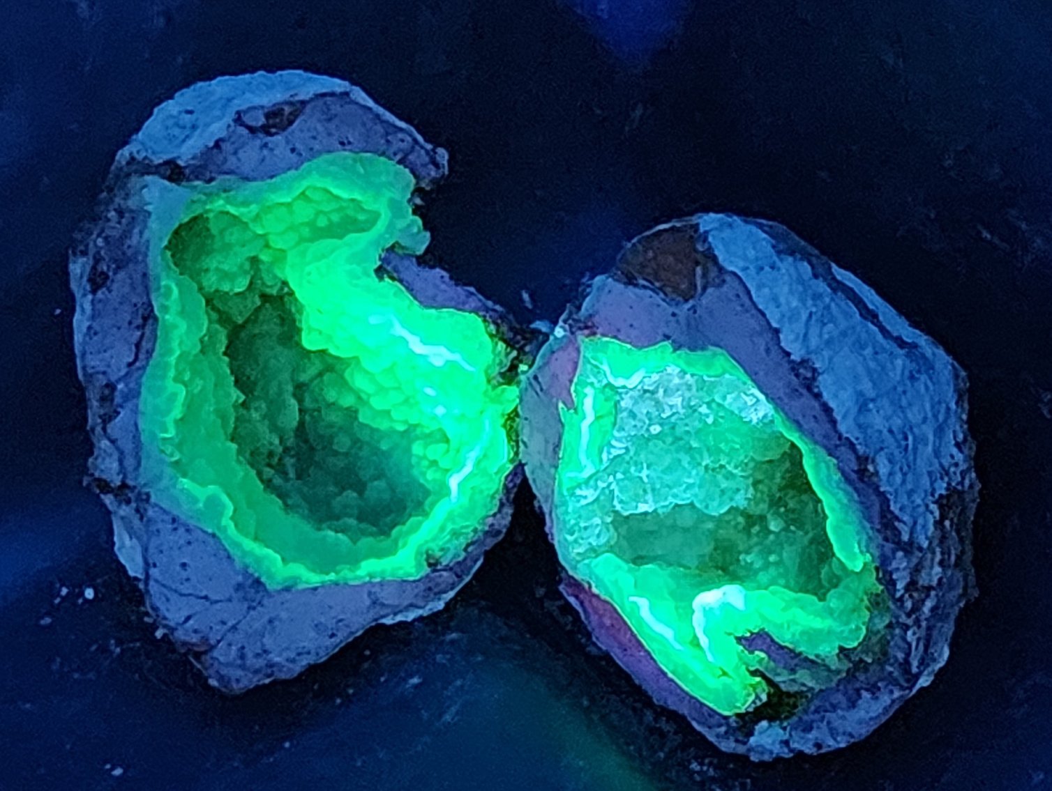 Image for Natural History Auction: Fossils, Minerals, Crystals, Gems, Biologic Specimens