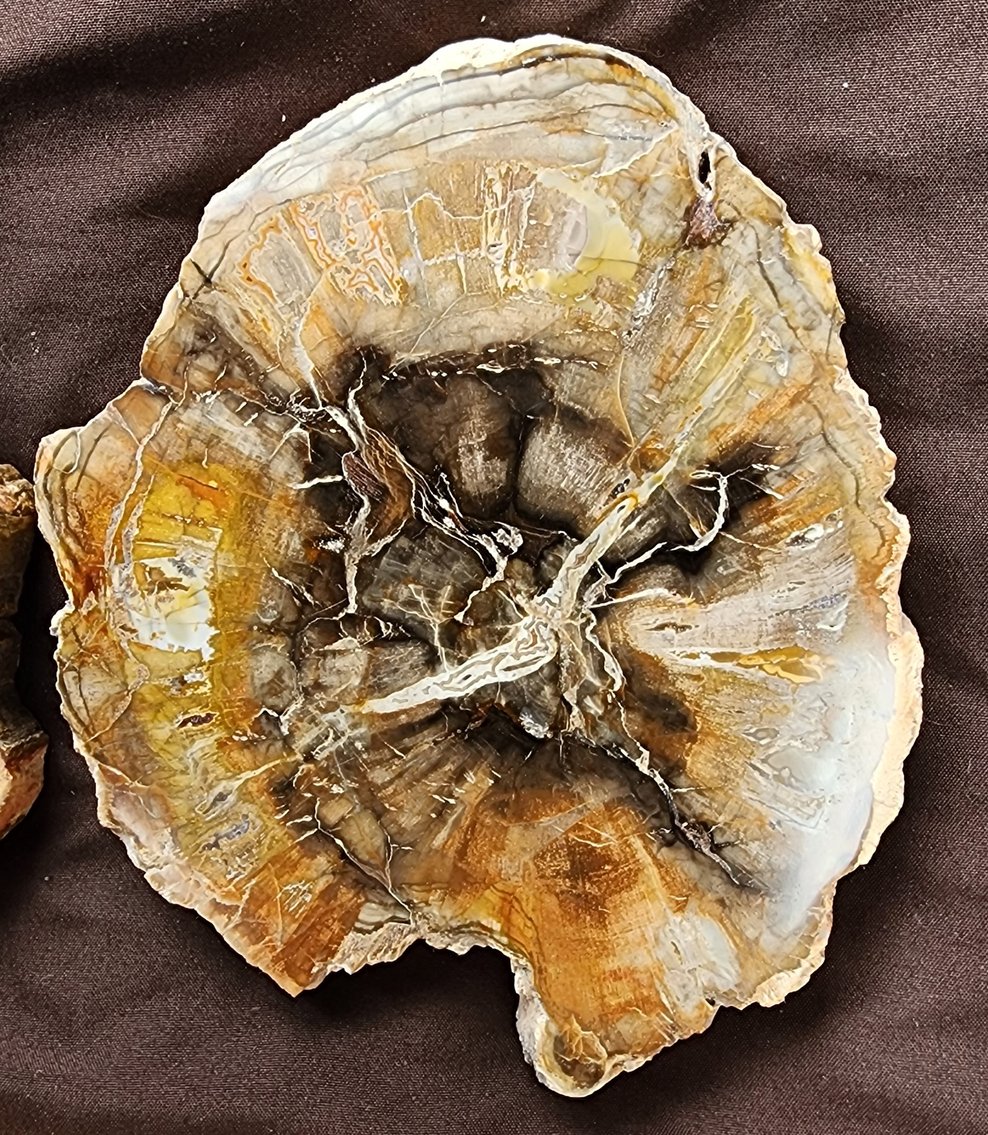 Image for Natural History Auction: Fossils, Minerals, Crystals, Gems, Biologic Specimens