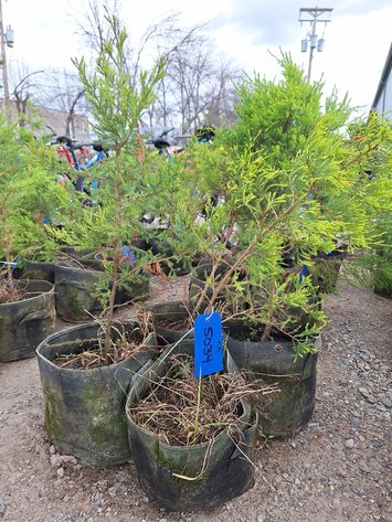 Image for Red Cedar Arborvitaes