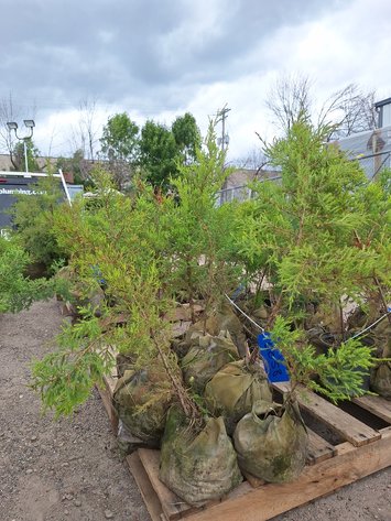 Image for Red Cedar Arborvitaes