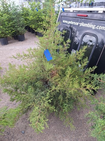 Image for Red Cedar Arborvitaes