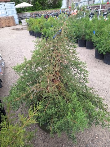 Image for Red Cedar Arborvitaes