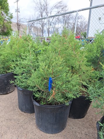 Image for Red Cedar Arborvitaes
