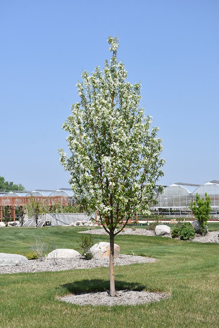 Image for Trees & Mulch