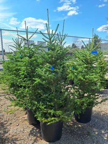 Image for Trees: Black Hills Spruce, White Pine & More