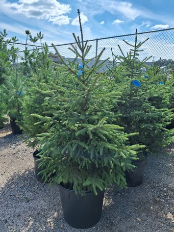 Image for Trees: Black Hills Spruce, White Pine & More