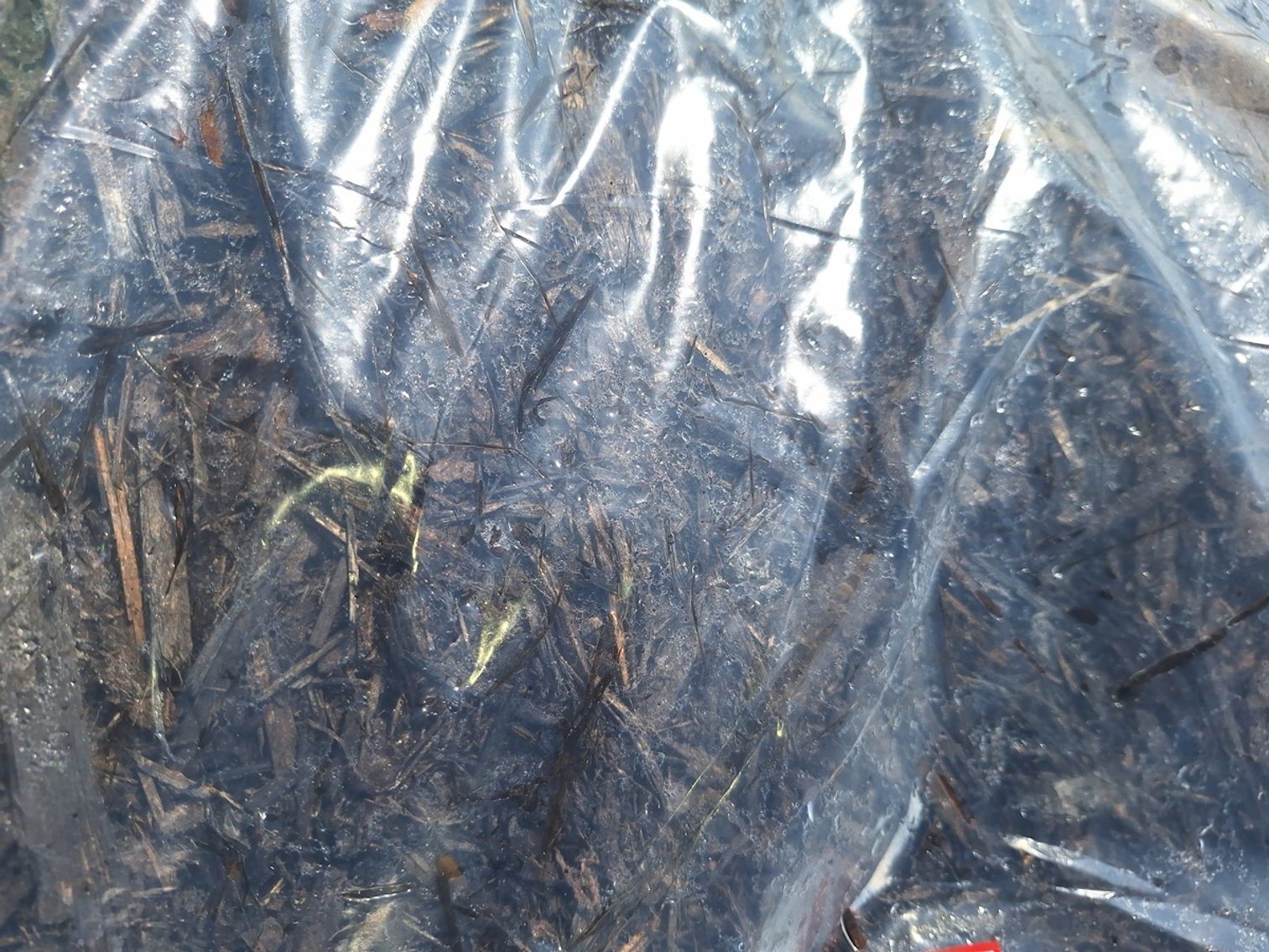 Image for Mulch: 75+ Pallets