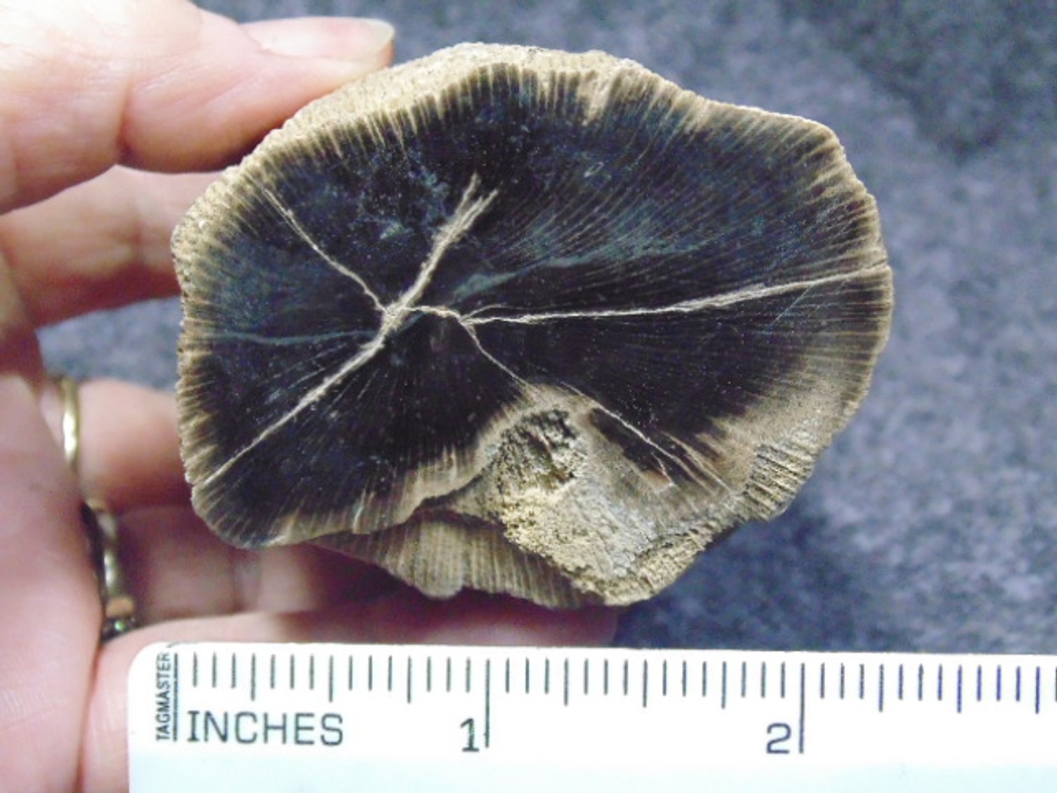 Image for Lapidary: Agates, Fossils, Equipment & More