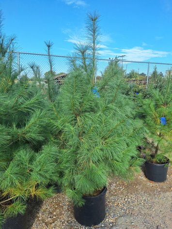 Image for Trees: Black Hills, White Pines, More