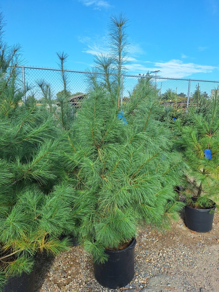 Image for Trees: Black Hills, White Pines, More