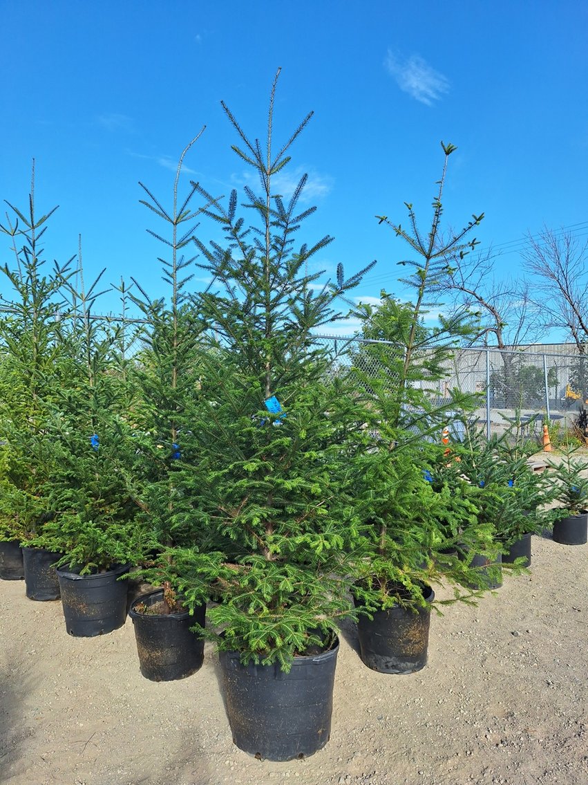 Image for Trees: Black Hills, White Pines, More