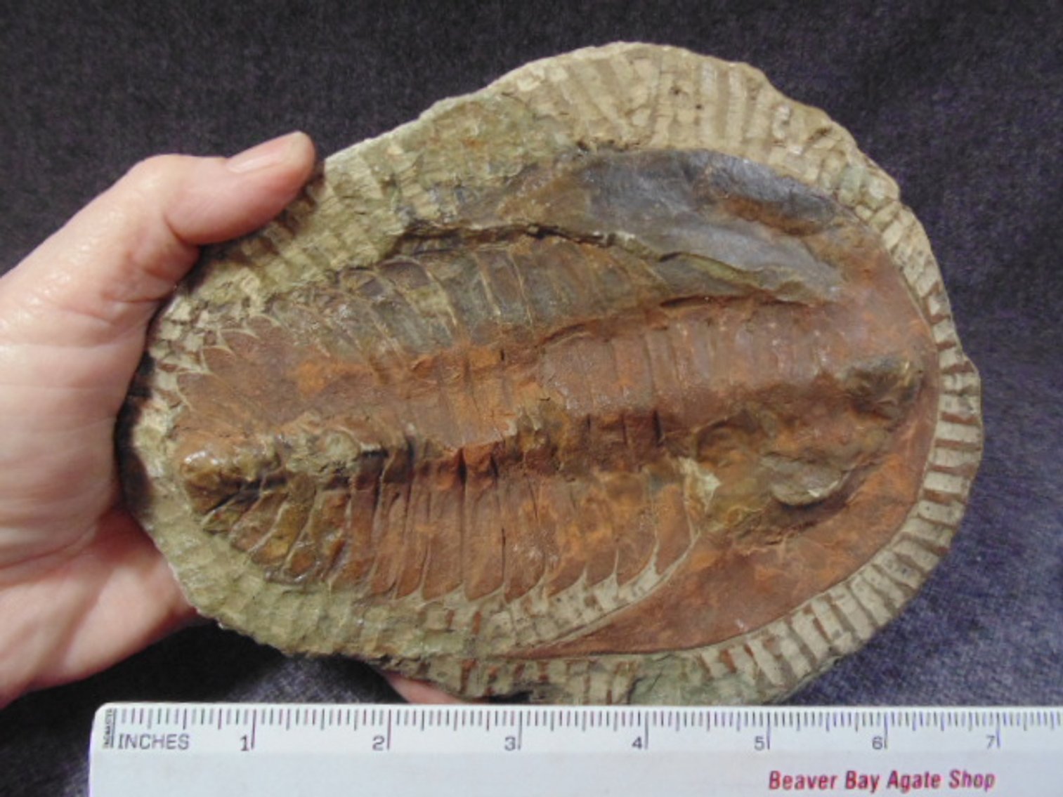 Image for Lapidary: Agates, Equipment, Fossils & More