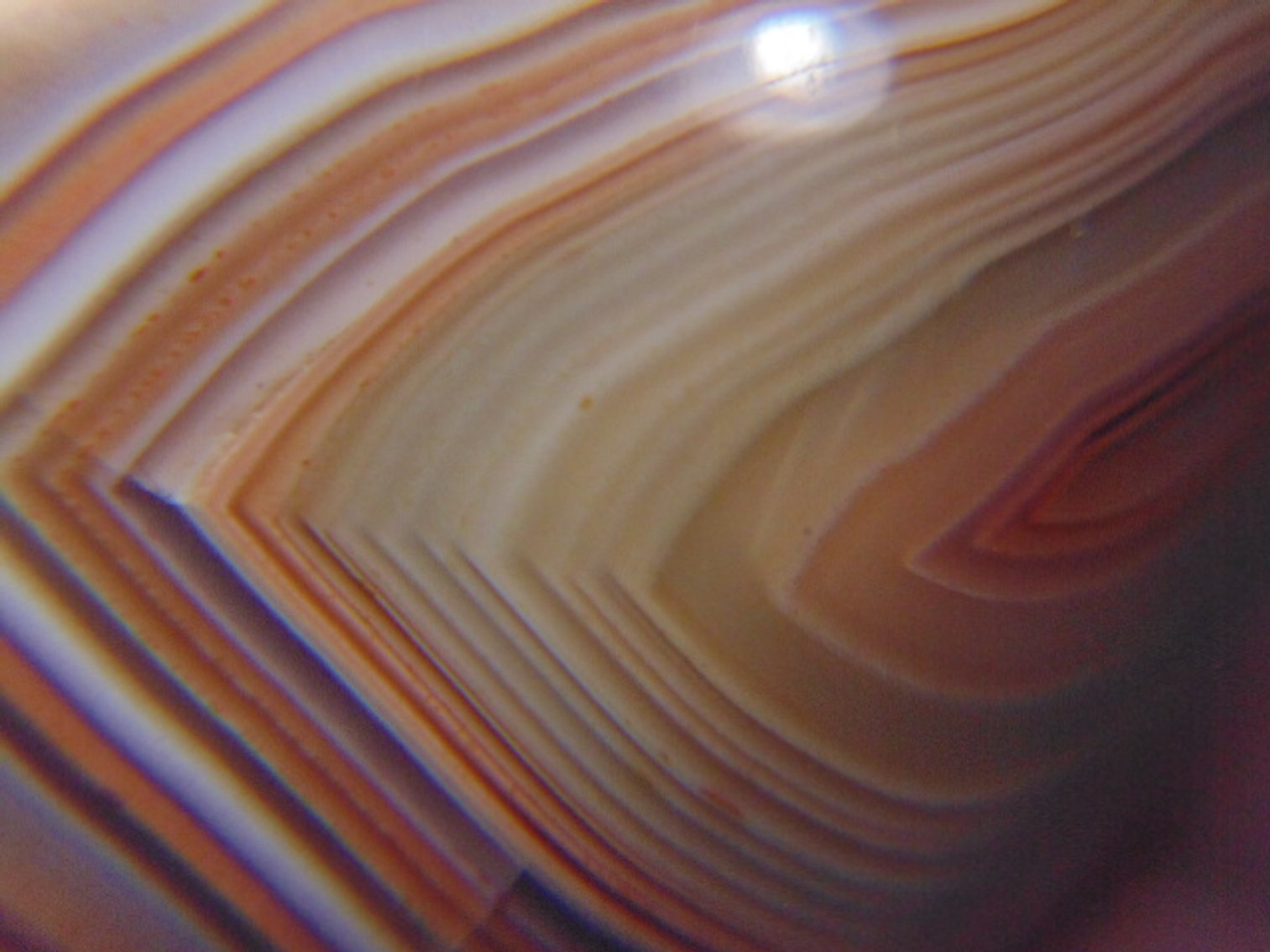 Image for Lapidary: Agates, Equipment, Fossils & More