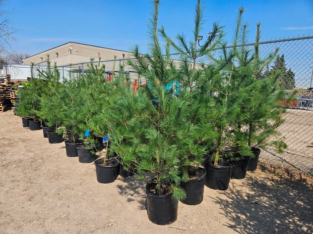 Image for Trees: Black Hills, White Pines & More
