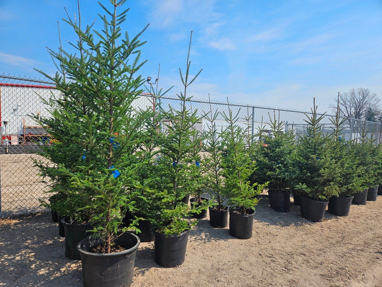 Image for Trees: Black Hills, White Pines & More
