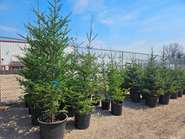 Image for Trees: Black Hills, White Pines & More