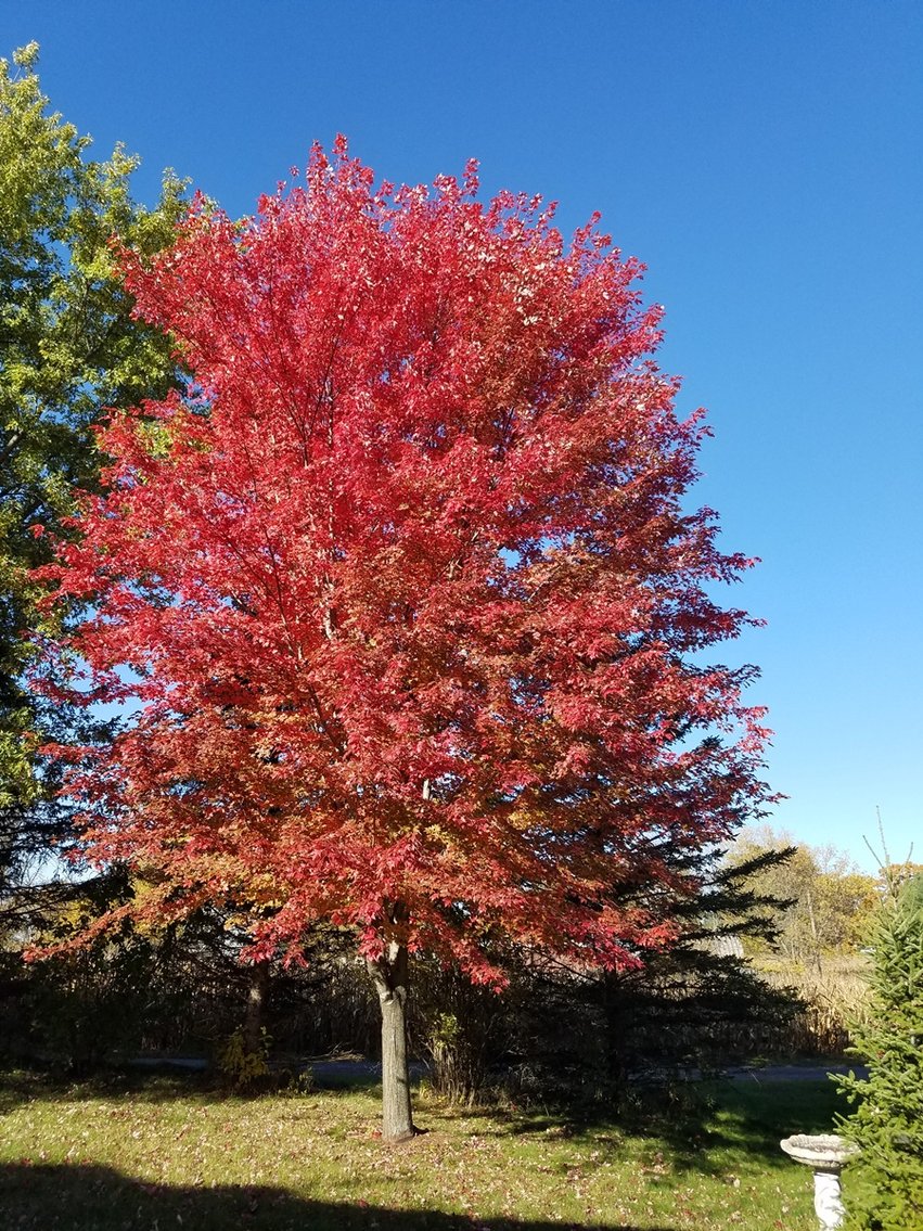 Image for Trees: Black Hills, White Pines & More