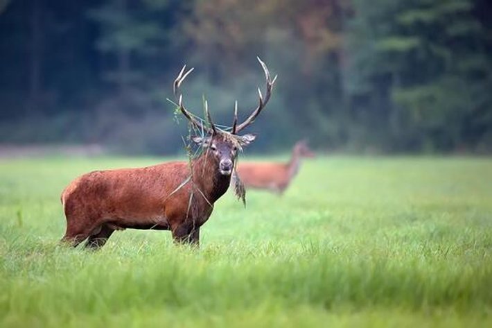 Image for 26-051 July Outdoorsman and Sporting Auction