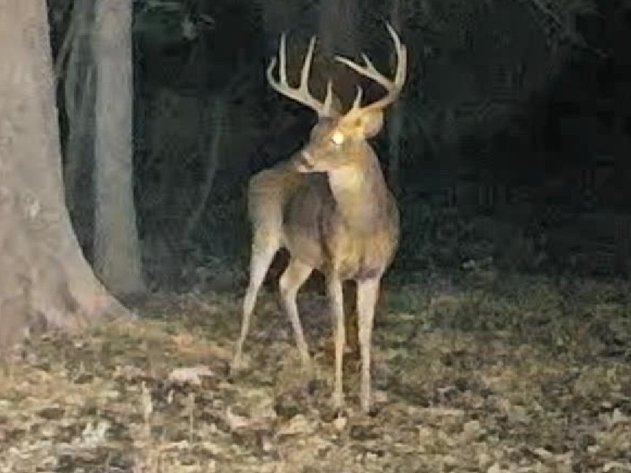 FAULKNER COUNTY HUNTING & RECREATIONAL LAND AUCTION – CONWAY, AR