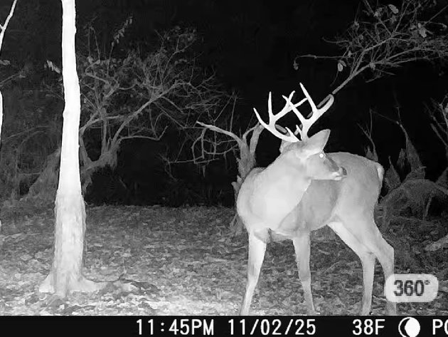 FAULKNER COUNTY HUNTING & RECREATIONAL LAND AUCTION – CONWAY, AR