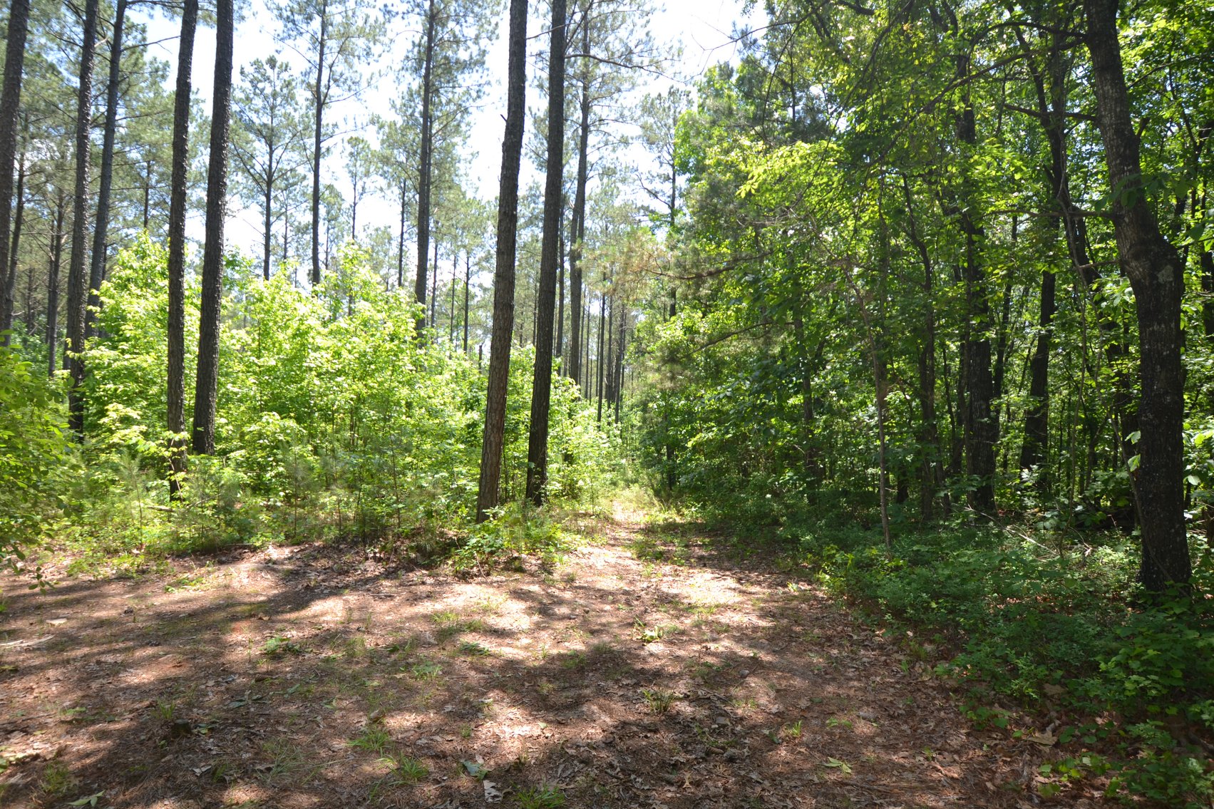 Image for 75+/- Acres in Woodland, Alabama - Offered in 7 Individual Tracts