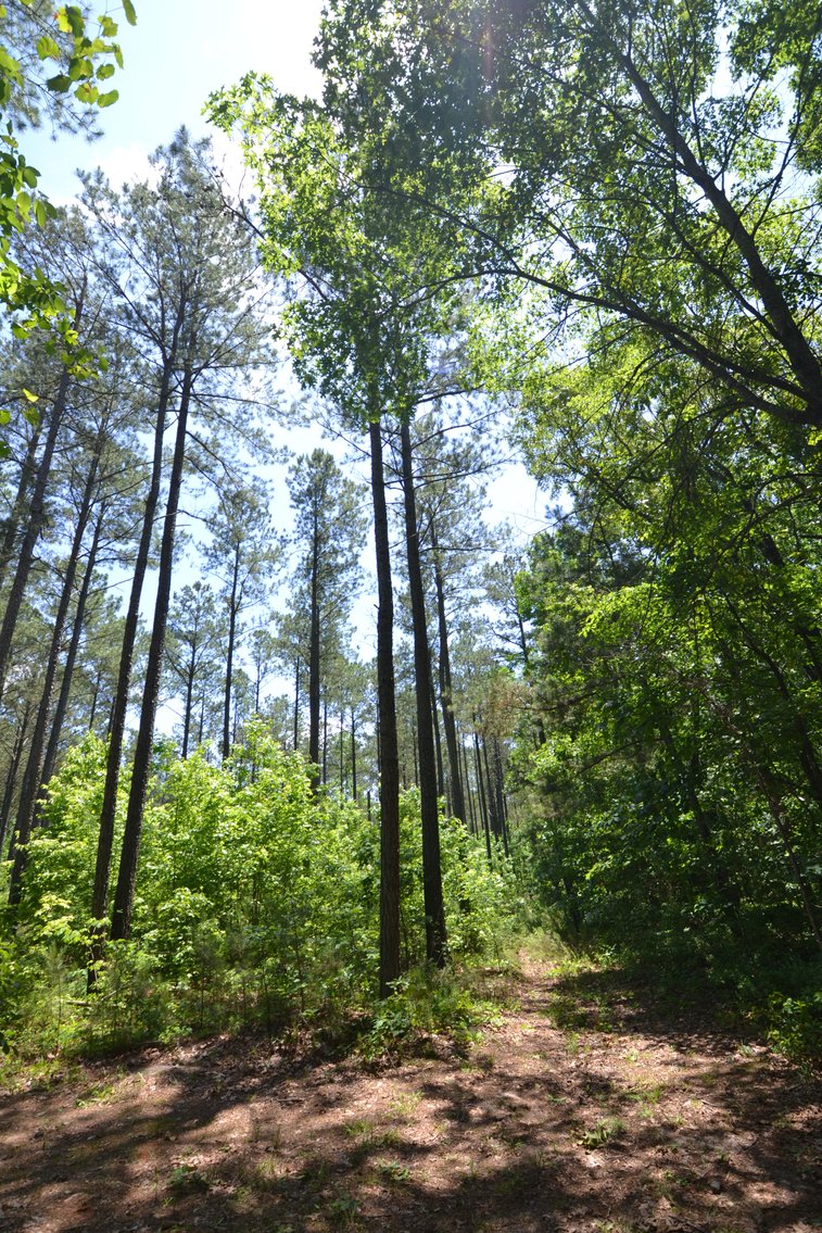 Image for 75+/- Acres in Woodland, Alabama - Offered in 7 Individual Tracts