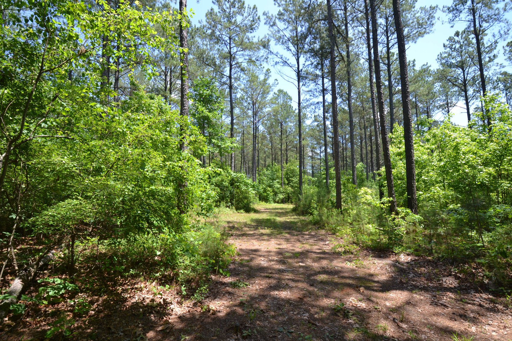 Image for 75+/- Acres in Woodland, Alabama - Offered in 7 Individual Tracts