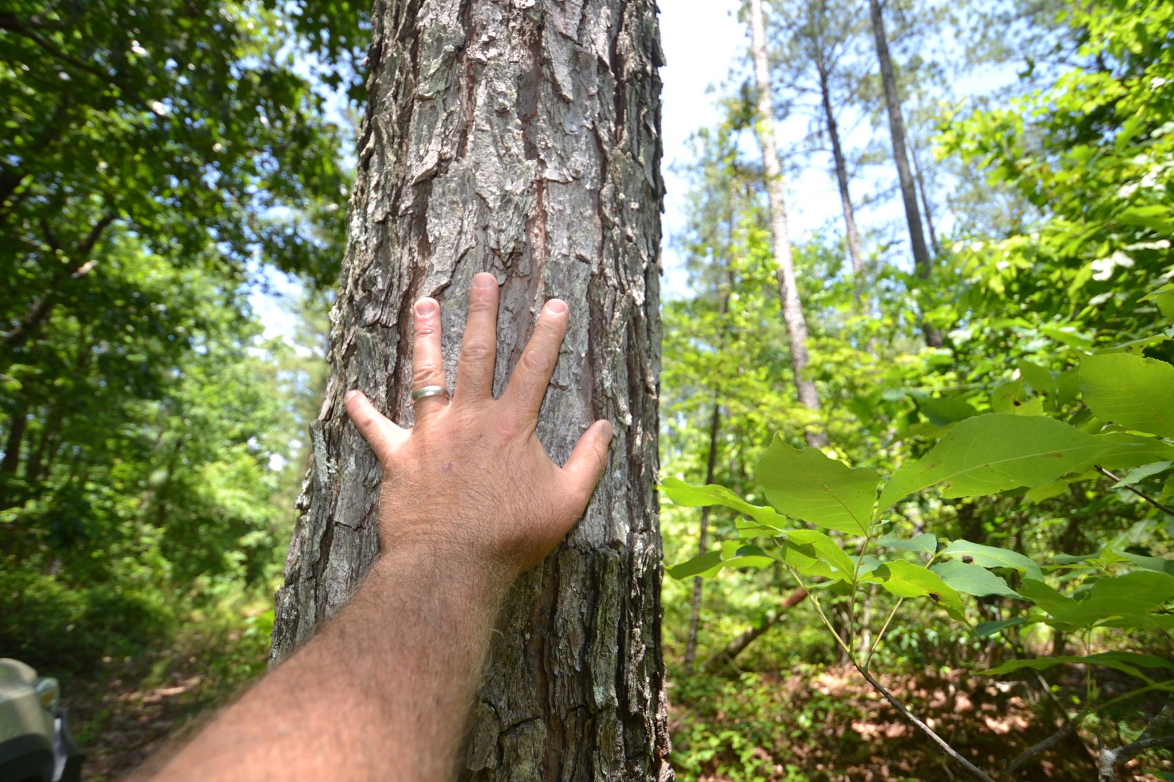 Image for 75+/- Acres in Woodland, Alabama - Offered in 7 Individual Tracts