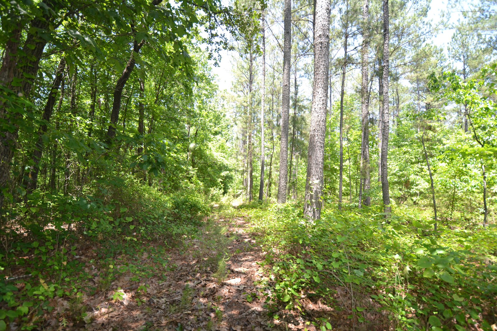 Image for 75+/- Acres in Woodland, Alabama - Offered in 7 Individual Tracts