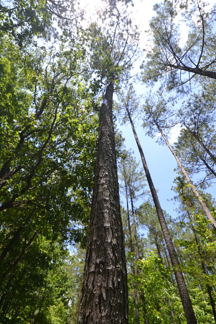 Image for 75+/- Acres in Woodland, Alabama - Offered in 7 Individual Tracts