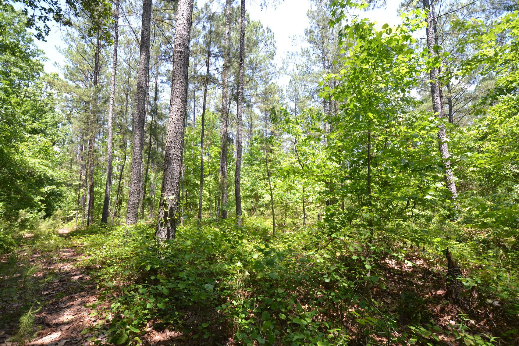 Image for 75+/- Acres in Woodland, Alabama - Offered in 7 Individual Tracts