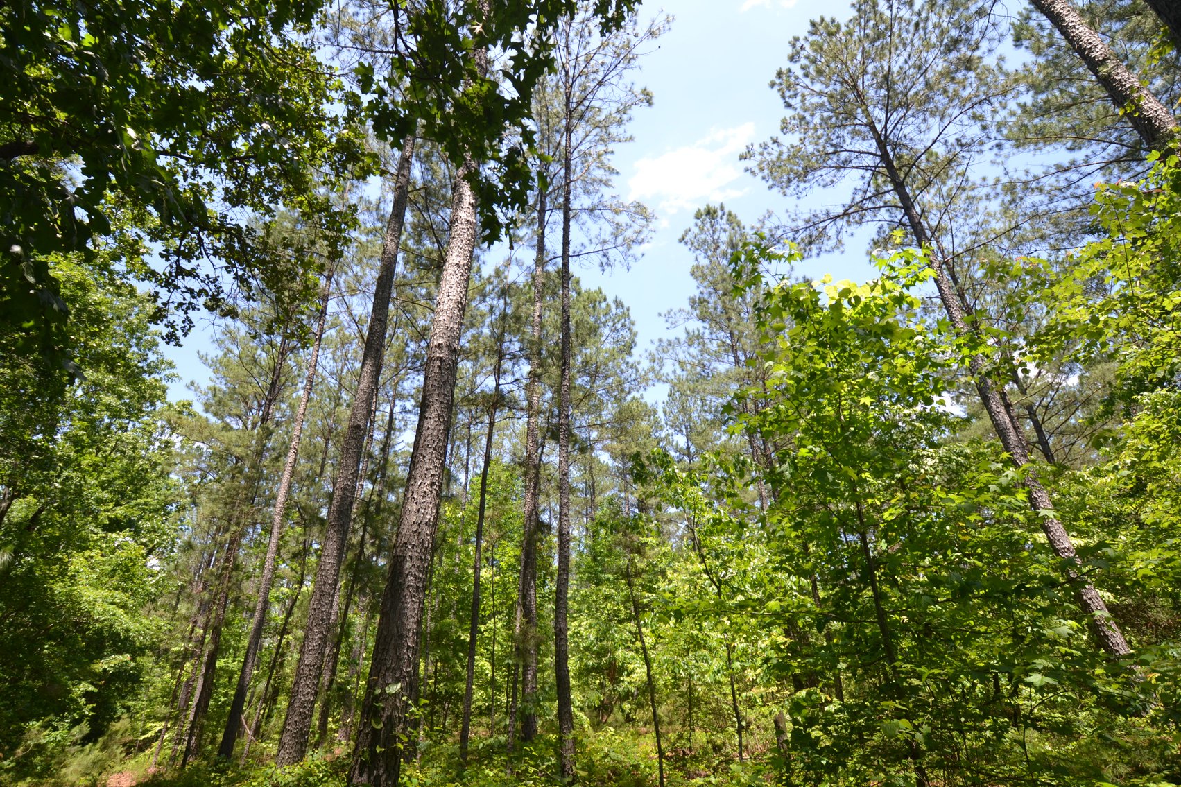 Image for 75+/- Acres in Woodland, Alabama - Offered in 7 Individual Tracts