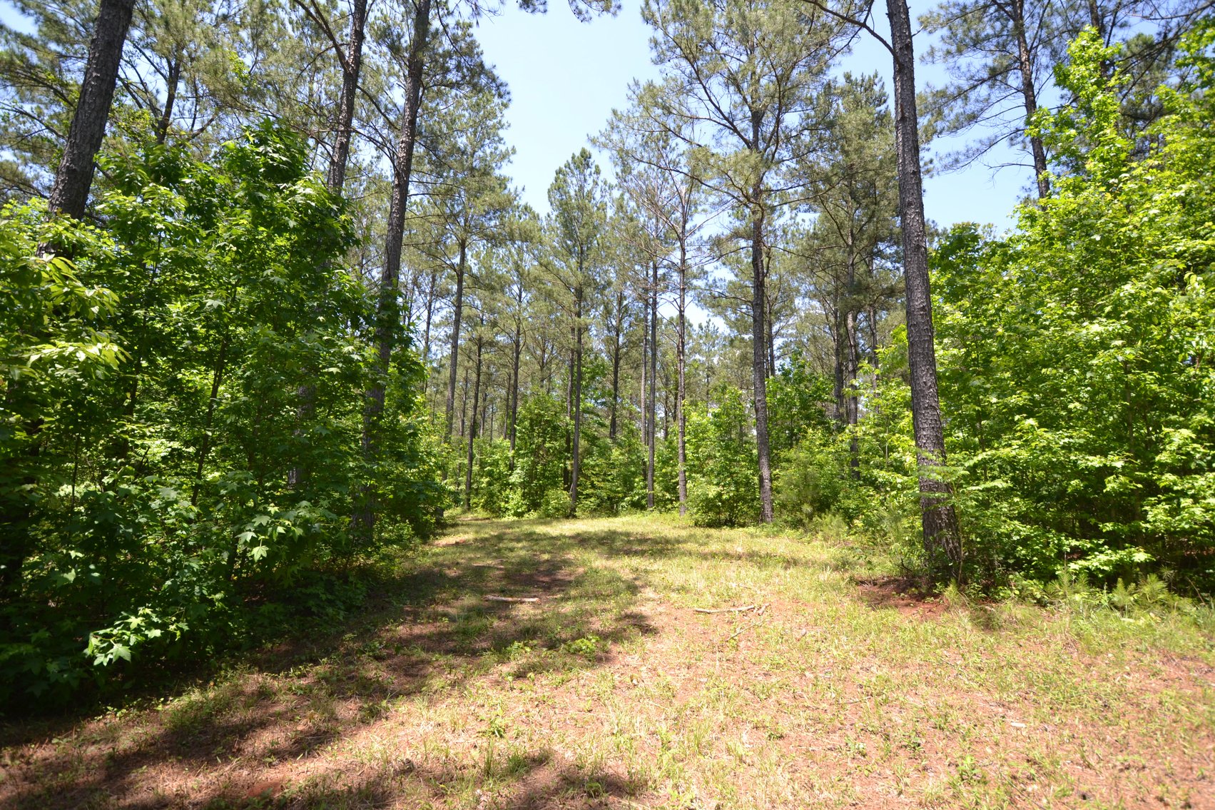 Image for 75+/- Acres in Woodland, Alabama - Offered in 7 Individual Tracts