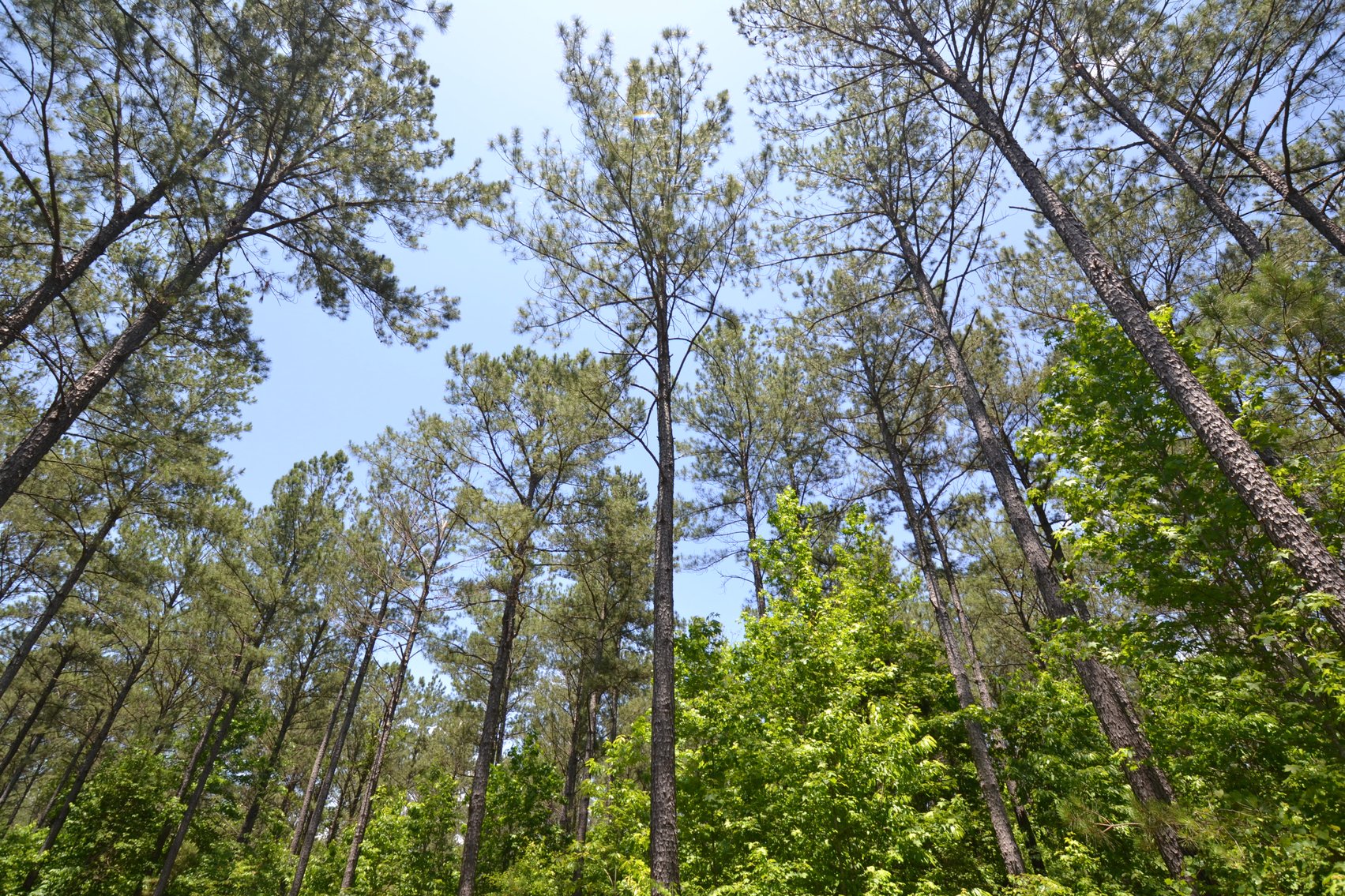 Image for 75+/- Acres in Woodland, Alabama - Offered in 7 Individual Tracts