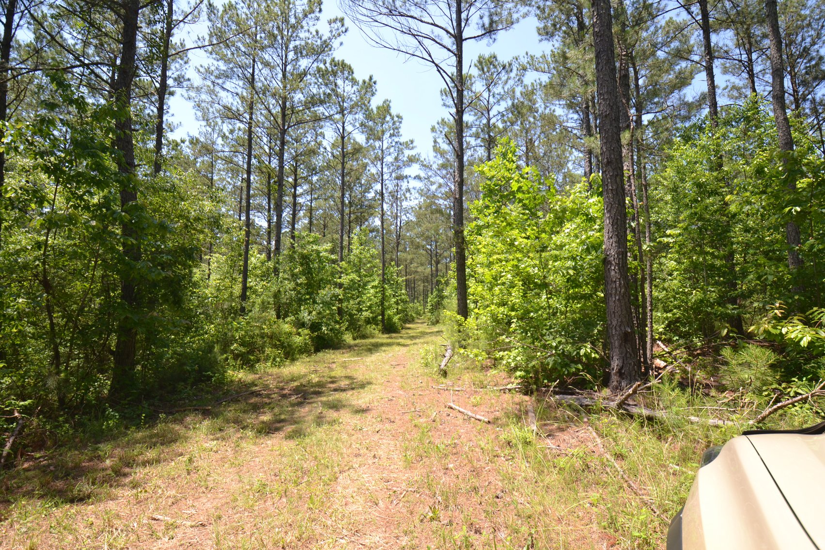 Image for 75+/- Acres in Woodland, Alabama - Offered in 7 Individual Tracts