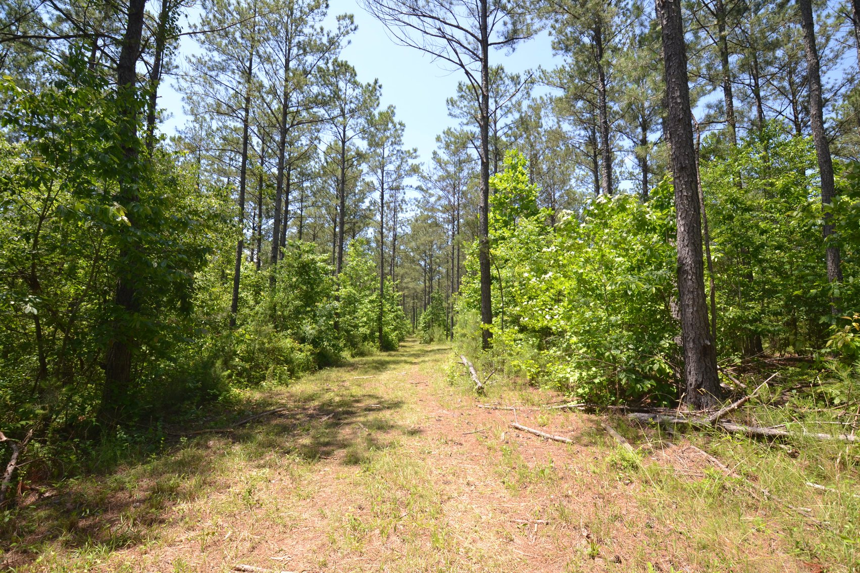 Image for 75+/- Acres in Woodland, Alabama - Offered in 7 Individual Tracts