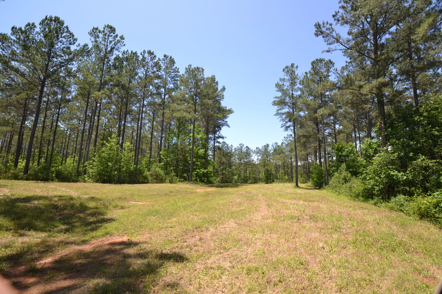 Image for 75+/- Acres in Woodland, Alabama - Offered in 7 Individual Tracts