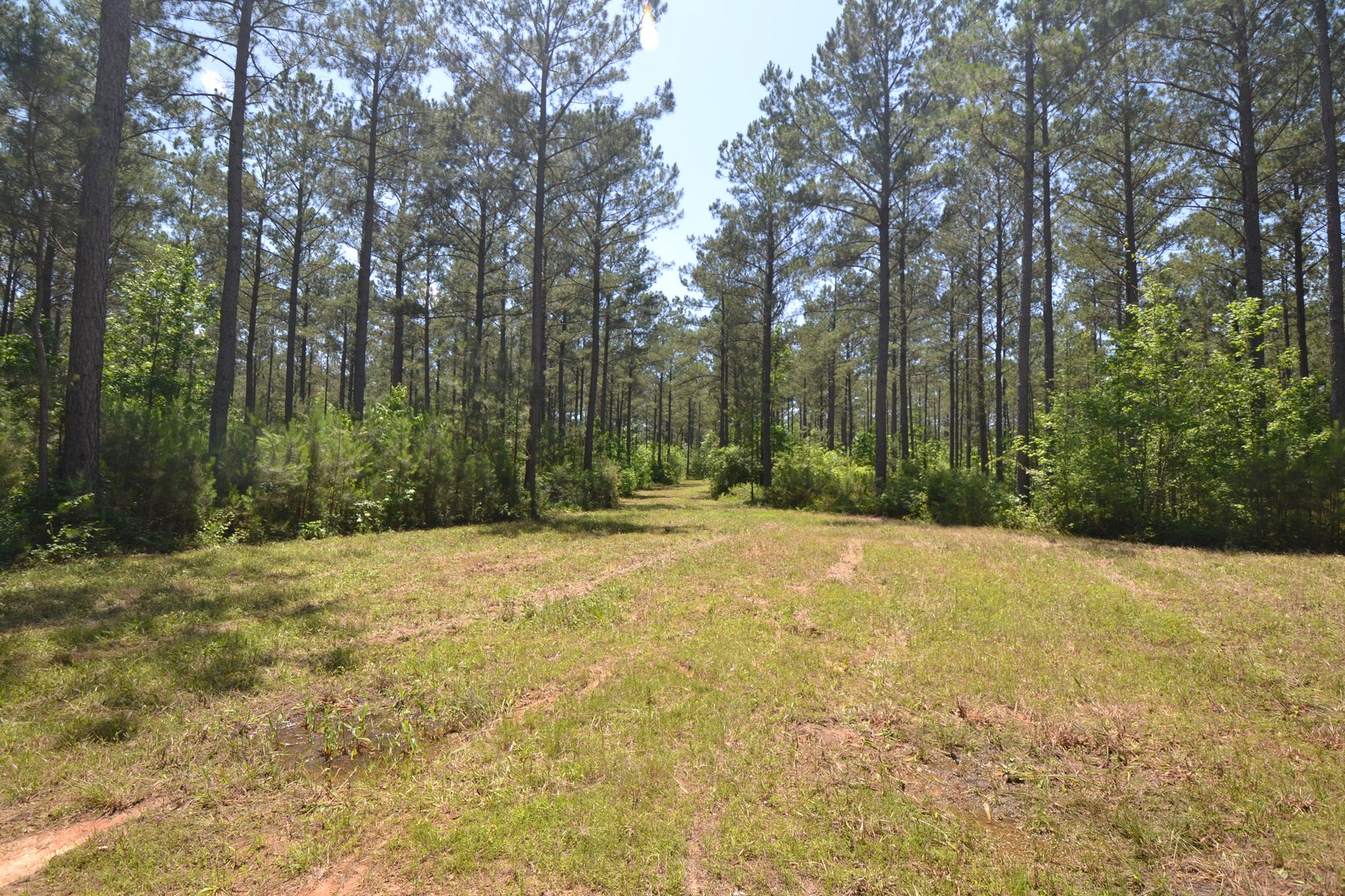 Image for 75+/- Acres in Woodland, Alabama - Offered in 7 Individual Tracts