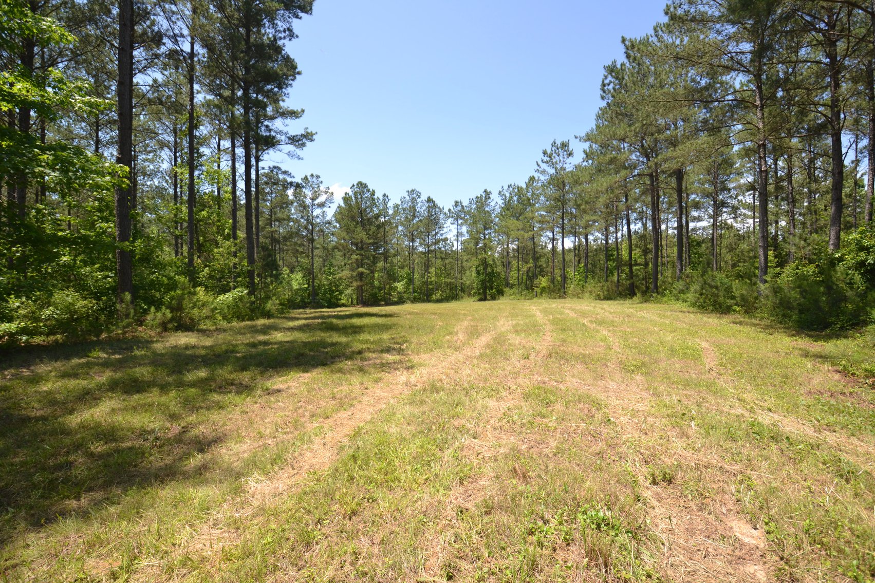 Image for 75+/- Acres in Woodland, Alabama - Offered in 7 Individual Tracts