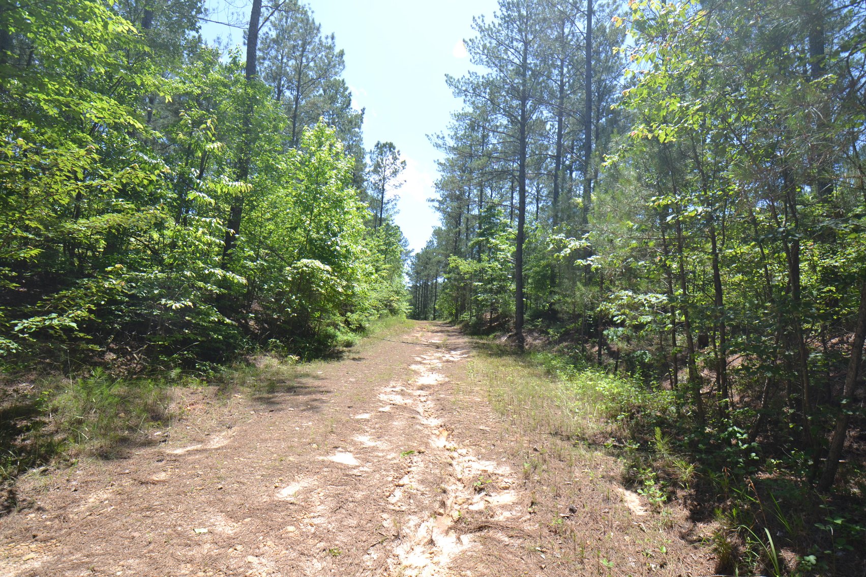 Image for 75+/- Acres in Woodland, Alabama - Offered in 7 Individual Tracts