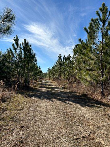 Image for ONLINE AUCTION - 171.5 Acres in Montgomery & Treutlen Counties
