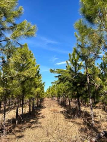 Image for ONLINE AUCTION - 171.5 Acres in Montgomery & Treutlen Counties