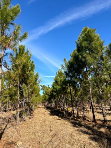 Image for ONLINE AUCTION - 171.5 Acres in Montgomery & Treutlen Counties